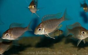Aulonocara brevinidus 'Wikihi'