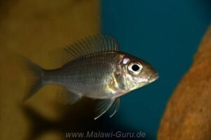 Aulonocara brevinidus 'Wikihi'