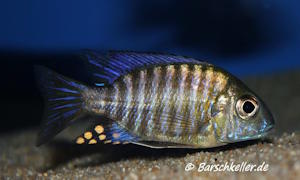 Aulonocara ethelwynnae