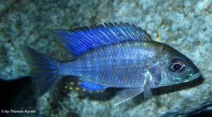 Aulonocara ethelwynnae