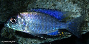 Aulonocara ethelwynnae 'Chilumba'