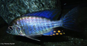 Aulonocara ethelwynnae 'Chilumba'