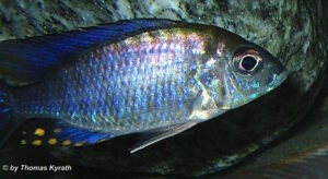Aulonocara ethelwynnae 'Chilumba'