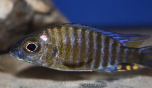 Aulonocara ethelwynnae 'Chitande Island'