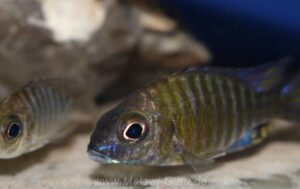 Aulonocara ethelwynnae 'Chitande Island'