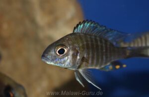 Aulonocara ethelwynnae 'Chitande Island'