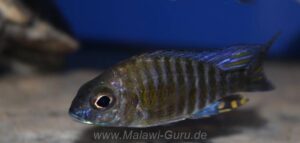 Aulonocara ethelwynnae 'Chitande Island'