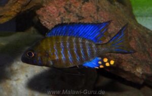 Aulonocara ethelwynnae 'Chitande Island'