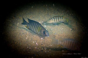 Aulonocara ethelwynnae 'Chitande Island'