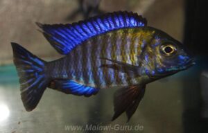 Aulonocara ethelwynnae