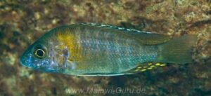 Aulonocara gertrudae 'Magunga' - Galerie Aulonocara gertrudae Arten
