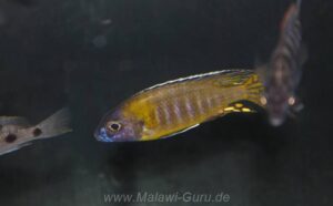 Aulonocara gertrudae 'Masinje'