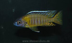 Aulonocara gertrudae 'Masinje'