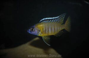 Aulonocara gertrudae 'Masinje' - Galerie Aulonocara gertrudae 'Masinje'