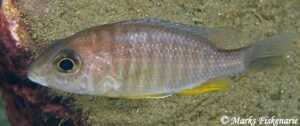 Aulonocara gertrudae 'Ngwasi' - Galerie Aulonocara gertrudae 'Ngwasi'