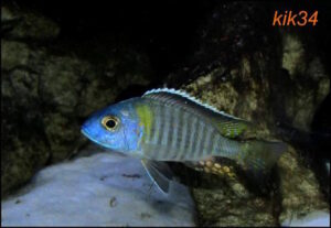 Aulonocara gertrudae 'Nkanda'