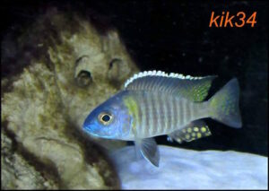 Aulonocara gertrudae 'Nkanda'