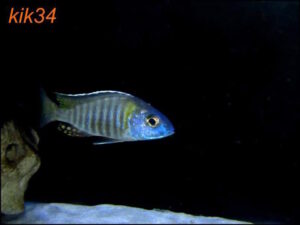 Aulonocara gertrudae 'Nkanda'