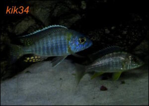 Aulonocara gertrudae 'Nkanda'