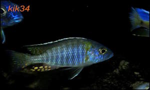 Aulonocara gertrudae