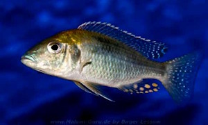 Aulonocara guentheri