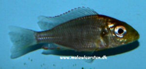 Aulonocara guentheri 'Thumbi East Island'