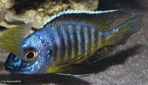 Aulonocara hueseri 'Likoma Island'