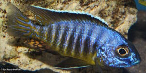 Aulonocara hueseri 'Likoma Island'