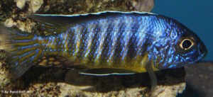 Aulonocara hueseri 'Likoma Island'