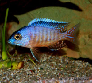 Aulonocara hueseri 'Likoma Island'