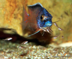 Aulonocara hueseri 'Likoma Island'