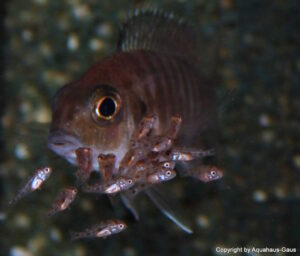 Aulonocara hueseri 'Likoma Island'