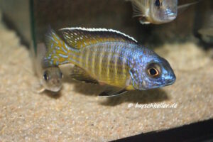 Aulonocara hueseri 'Likoma Island'