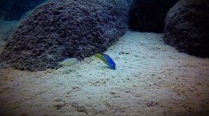 Aulonocara hueseri 'Yofu Bay'