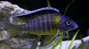 Aulonocara hueseri 'Yofu Bay'