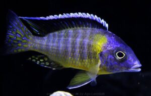 Aulonocara hueseri 'Yofu Bay'