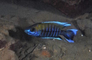 Aulonocara jacobfreibergi 'Boadzulu Island'
