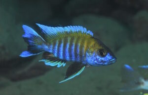 Aulonocara jacobfreibergi 'Boadzulu Island'