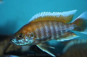 Aulonocara jacobfreibergi 'Boadzulu Island'