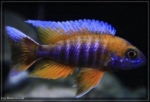 Aulonocara jacobfreibergi 'Cape Maclear' - Galerie Aulonocara jacobfreibergi 'Cape Maclear'