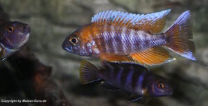 Aulonocara jacobfreibergi 'Cape Maclear'