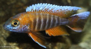 Aulonocara jacobfreibergi 'Cape Maclear'