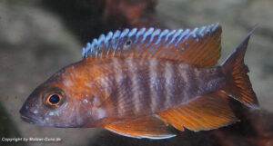 Aulonocara jacobfreibergi 'Cape Maclear'