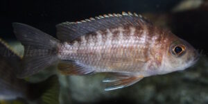 Aulonocara jacobfreibergi 'Cape Maclear'