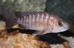 Aulonocara jacobfreibergi 'Cape Maclear'