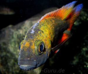 Aulonocara jacobfreibergi 'Cape Maclear'