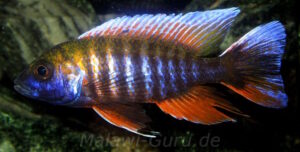Aulonocara jacobfreibergi 'Cape Maclear'