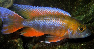 Aulonocara jacobfreibergi 'Cape Maclear'