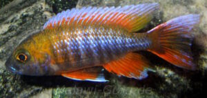 Aulonocara jacobfreibergi 'Cape Maclear'