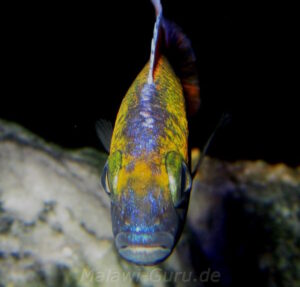 Aulonocara jacobfreibergi 'Cape Maclear'